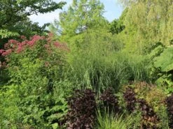 Hohes Pfeifengras 'Windspiel' -Angebote Wurzel Zeit Store hohes pfeifengras windspiel m044925 w 5