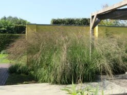 Hohes Pfeifengras 'Windspiel' -Angebote Wurzel Zeit Store hohes pfeifengras windspiel m044925 w 7