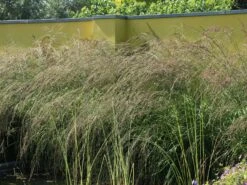 Hohes Pfeifengras 'Windspiel' -Angebote Wurzel Zeit Store hohes pfeifengras windspiel m044925 w 8