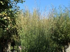 Hohes Pfeifengras 'Windspiel' -Angebote Wurzel Zeit Store hohes pfeifengras windspiel m044925 w 9