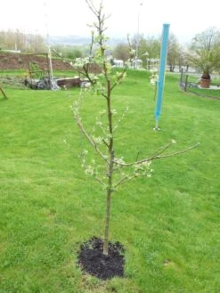 Familienbaum Apfel '3 Verschiedene Sorten' -Angebote Wurzel Zeit Store i46655 Familienbaum Apfel drei verschiedene Sorten wie z B Sommer Herbst Winterapfel 298292 0
