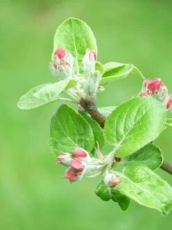 Familienbaum Apfel '3 Verschiedene Sorten' -Angebote Wurzel Zeit Store i46655 Familienbaum Apfel drei verschiedene Sorten wie z B Sommer Herbst Winterapfel 298292 1