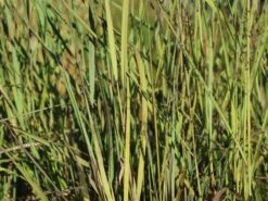 Indianergras 'Indian Steel'