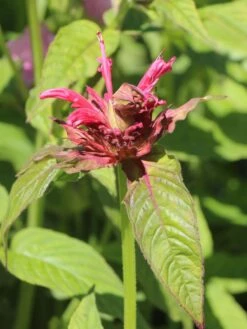 Indianernessel 'Adam' -Angebote Wurzel Zeit Store indianernessel adam m059591 w 1