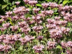 Indianernessel 'Croftway Pink' -Angebote Wurzel Zeit Store indianernessel croftway pink m078540 w 0