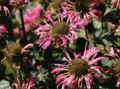 Indianernessel 'Croftway Pink' -Angebote Wurzel Zeit Store indianernessel croftway pink m078540 w 3