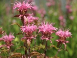 Indianernessel 'Croftway Pink' -Angebote Wurzel Zeit Store indianernessel croftway pink m078540 w 4