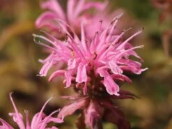 Indianernessel 'Croftway Pink' -Angebote Wurzel Zeit Store indianernessel croftway pink m078540 w 5