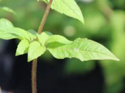 Indianernessel 'Scorpion' -Angebote Wurzel Zeit Store indianernessel scorpion m059630 w 3