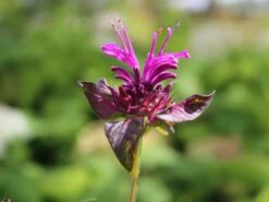 Indianernessel 'Scorpion' -Angebote Wurzel Zeit Store indianernessel scorpion m059630 w 4