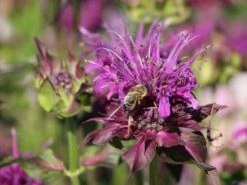 Indianernessel 'Scorpion' -Angebote Wurzel Zeit Store indianernessel scorpion m059630 w 5