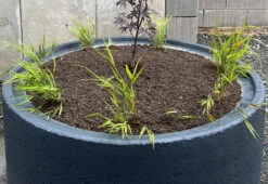 Japan Berggras -Angebote Wurzel Zeit Store japan berggras m010764 1158705 0