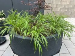 Japan Berggras -Angebote Wurzel Zeit Store japan berggras m010764 1158705 1