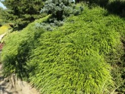 Japan Berggras -Angebote Wurzel Zeit Store japan berggras m010764 w 0