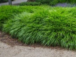 Japan Berggras -Angebote Wurzel Zeit Store japan berggras m010764 w 1