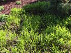 Japan Berggras -Angebote Wurzel Zeit Store japan berggras m010764 w 2