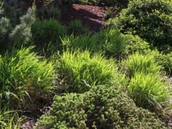 Japan Berggras -Angebote Wurzel Zeit Store japan berggras m010764 w 3