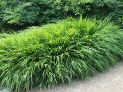 Japan Berggras -Angebote Wurzel Zeit Store japan berggras m010764 w 4