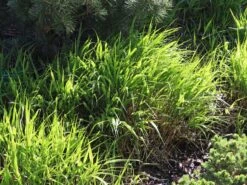 Japan Berggras -Angebote Wurzel Zeit Store japan berggras m010764 w 5