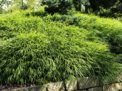 Japan Berggras -Angebote Wurzel Zeit Store japan berggras m010764 w 6