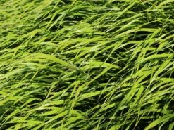 Japan Berggras -Angebote Wurzel Zeit Store japan berggras m010764 w 8