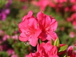 Japanische Azalee 'Allotria' -Angebote Wurzel Zeit Store japanische azalee allotria m003374 w 0