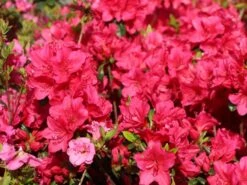 Japanische Azalee 'Allotria' -Angebote Wurzel Zeit Store japanische azalee allotria m003374 w 1