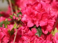Japanische Azalee 'Allotria' -Angebote Wurzel Zeit Store japanische azalee allotria m003374 w 2