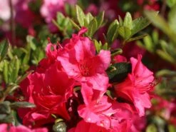 Japanische Azalee 'Allotria' -Angebote Wurzel Zeit Store japanische azalee allotria m003374 w 3
