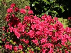 Japanische Azalee 'Allotria' -Angebote Wurzel Zeit Store japanische azalee allotria m003374 w 4