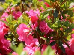 Japanische Azalee 'Babuschka' ® -Angebote Wurzel Zeit Store japanische azalee babuschka m004084 w 1