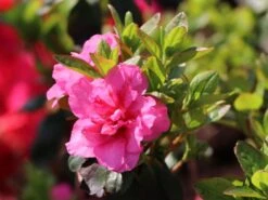 Japanische Azalee 'Babuschka' ® -Angebote Wurzel Zeit Store japanische azalee babuschka m004084 w 2