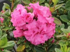 Japanische Azalee Bloom Champion (Pink) -Angebote Wurzel Zeit Store japanische azalee bloom champion pink m117446 w 1