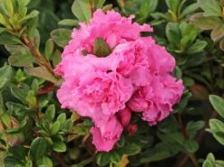 Japanische Azalee Bloom Champion (Pink) -Angebote Wurzel Zeit Store japanische azalee bloom champion pink m117446 w 2