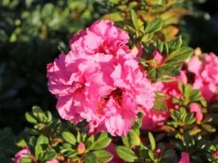 Japanische Azalee Bloom Champion (Pink) -Angebote Wurzel Zeit Store japanische azalee bloom champion pink m117446 w 5