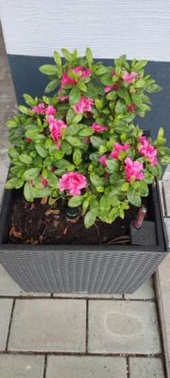 Japanische Azalee Bloom Champion (Purple) -Angebote Wurzel Zeit Store japanische azalee bloom champion purple m117447 1414879 0