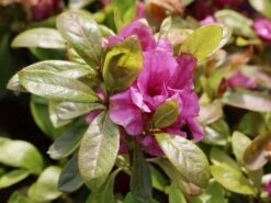 Japanische Azalee Bloom Champion (Purple) -Angebote Wurzel Zeit Store japanische azalee bloom champion purple m117447 w 0