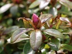 Japanische Azalee Bloom Champion (Purple) -Angebote Wurzel Zeit Store japanische azalee bloom champion purple m117447 w 1