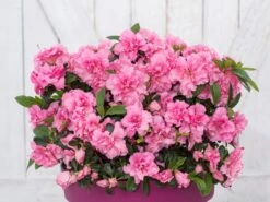 Japanische Azalee Bloom Champion (Pink) -Angebote Wurzel Zeit Store japanische azalee bloom champion rosa m117446 w 0