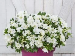 Japanische Azalee Bloom Champion (Weiß) -Angebote Wurzel Zeit Store japanische azalee bloom champion weiss m117444 w 0