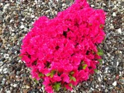 Japanische Azalee 'Canzonetta' -Angebote Wurzel Zeit Store japanische azalee canzonetta m004092 342013 0