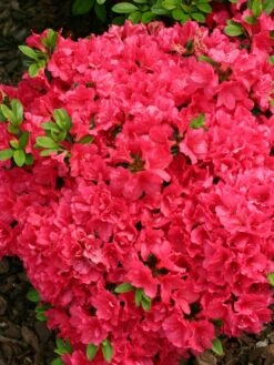 Japanische Azalee 'Canzonetta' -Angebote Wurzel Zeit Store japanische azalee canzonetta m004092 w 0