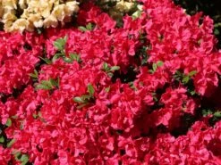 Japanische Azalee 'Canzonetta' -Angebote Wurzel Zeit Store japanische azalee canzonetta m004092 w 1