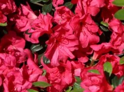 Japanische Azalee 'Canzonetta' -Angebote Wurzel Zeit Store japanische azalee canzonetta m004092 w 2