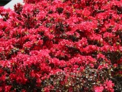 Japanische Azalee 'Canzonetta' -Angebote Wurzel Zeit Store japanische azalee canzonetta m004092 w 3