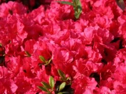 Japanische Azalee 'Canzonetta' -Angebote Wurzel Zeit Store japanische azalee canzonetta m004092 w 4