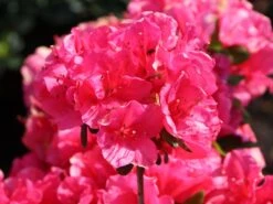 Japanische Azalee 'Canzonetta' -Angebote Wurzel Zeit Store japanische azalee canzonetta m004092 w 5