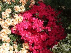 Japanische Azalee 'Canzonetta' -Angebote Wurzel Zeit Store japanische azalee canzonetta m004092 w 6