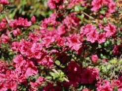 Japanische Azalee 'Chipmunk' -Angebote Wurzel Zeit Store japanische azalee chipmunk m006914 w 1