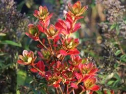 Japanische Azalee 'Chipmunk' -Angebote Wurzel Zeit Store japanische azalee chipmunk m006914 w 2